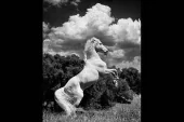 фото анонса товара звери 2